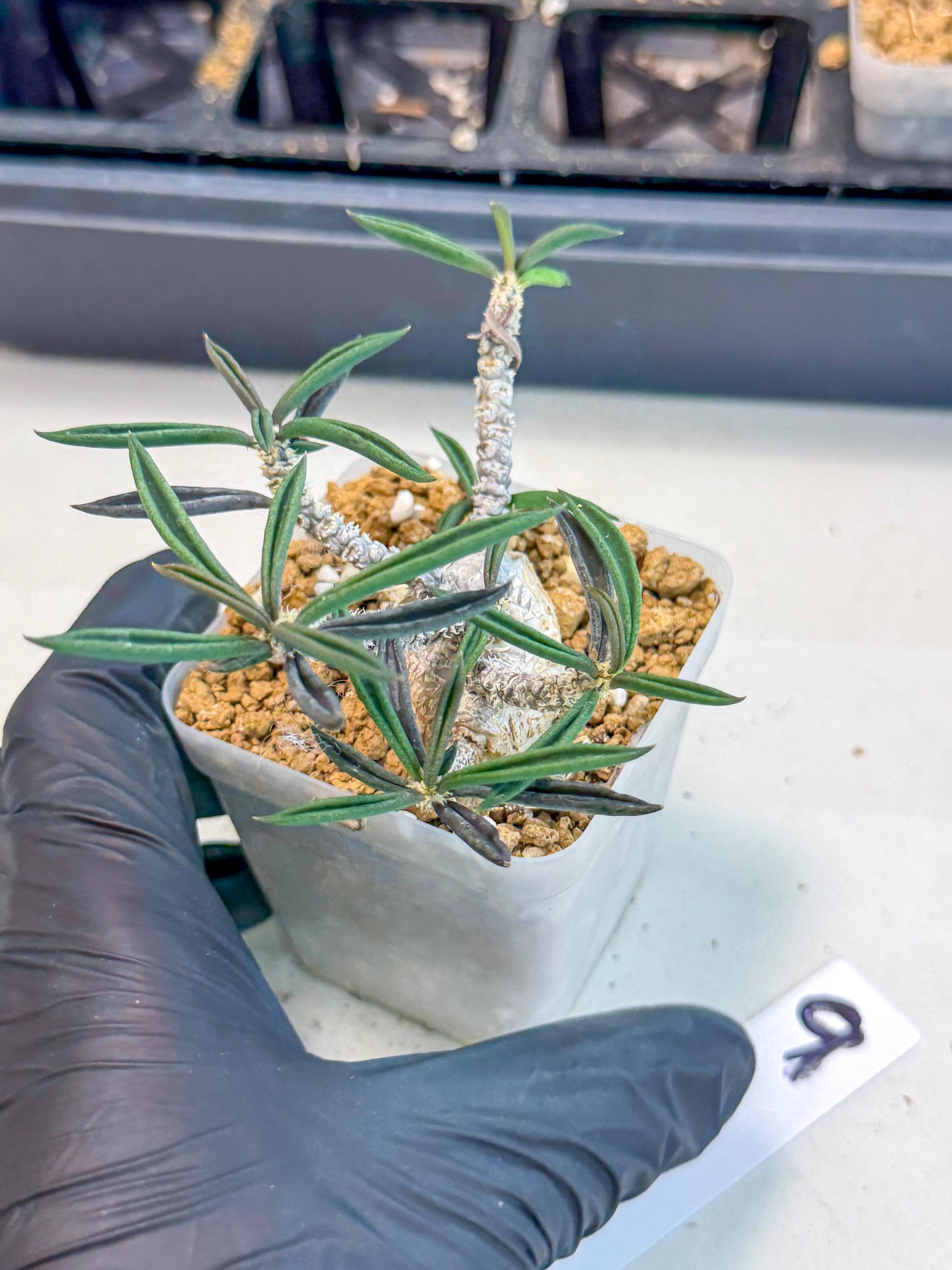 Rare Succulents (9) | Assorted Succulent | Indoor Cactus
