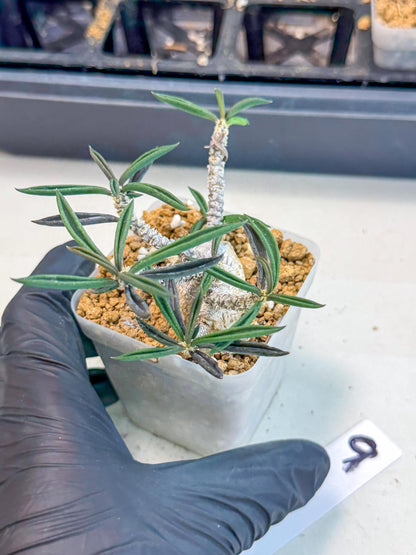 Rare Succulents (9) | Assorted Succulent | Indoor Cactus