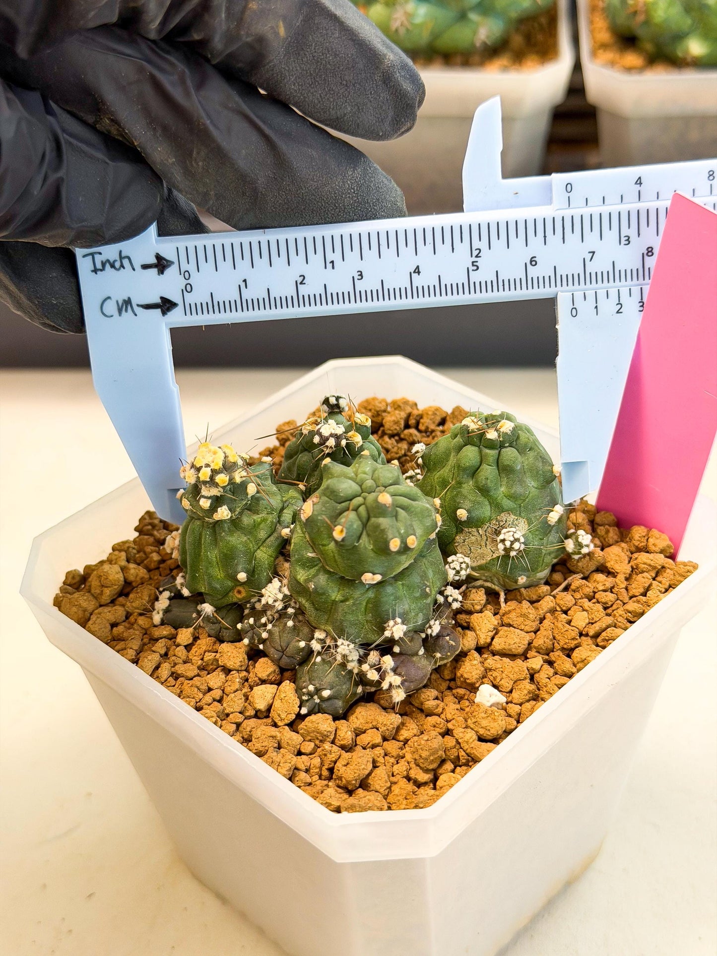 Shaferi Monstruosa (p) | Use Akadama to Root