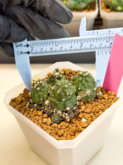 Shaferi Monstruosa (p) | Use Akadama to Root