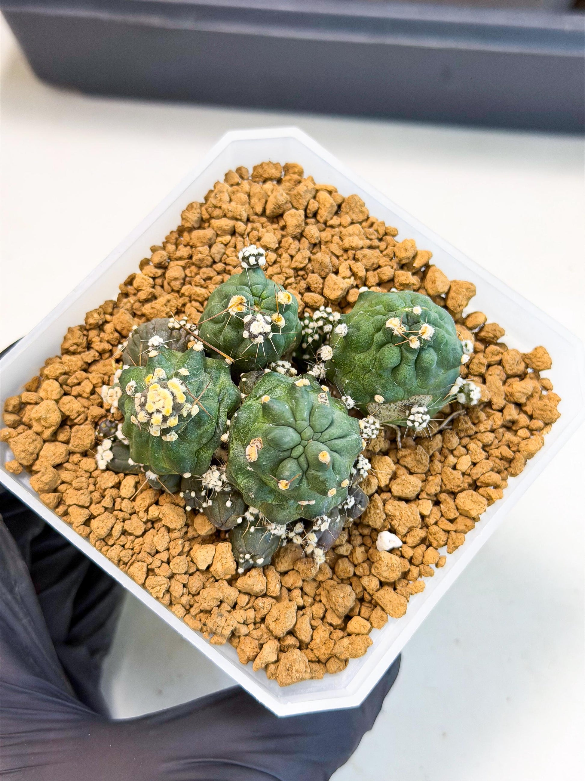 Shaferi Monstruosa (p) | Use Akadama to Root