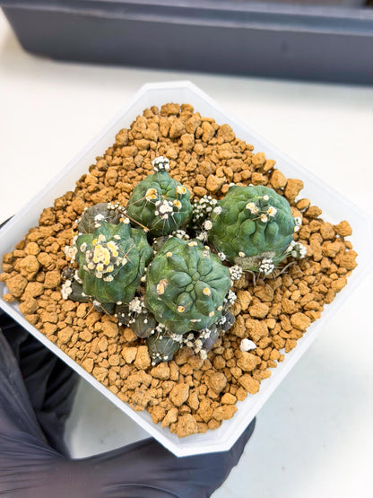 Shaferi Monstruosa (p) | Use Akadama to Root