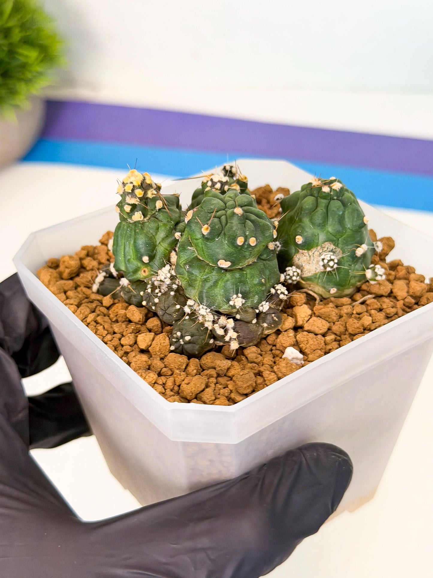Shaferi Monstruosa (p) | Use Akadama to Root