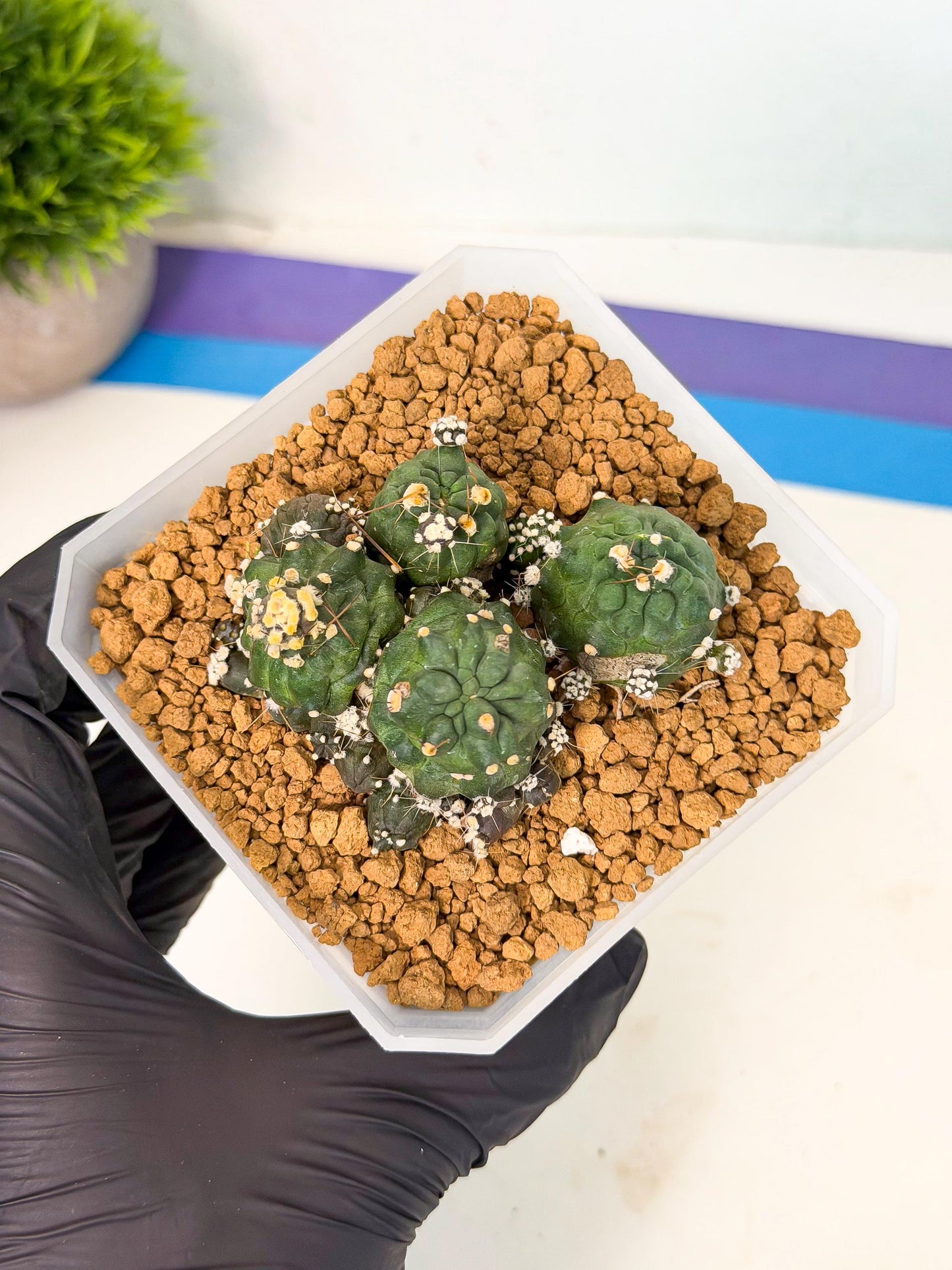 Shaferi Monstruosa (p) | Use Akadama to Root