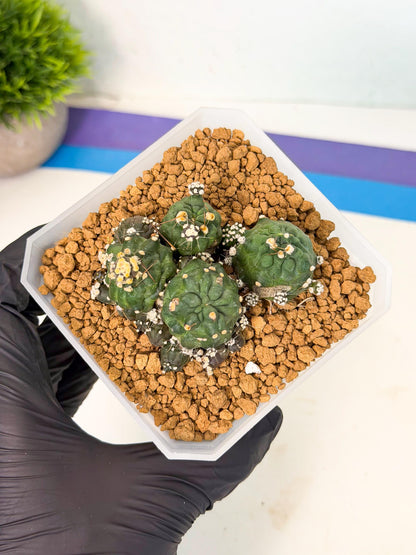 Shaferi Monstruosa (p) | Use Akadama to Root