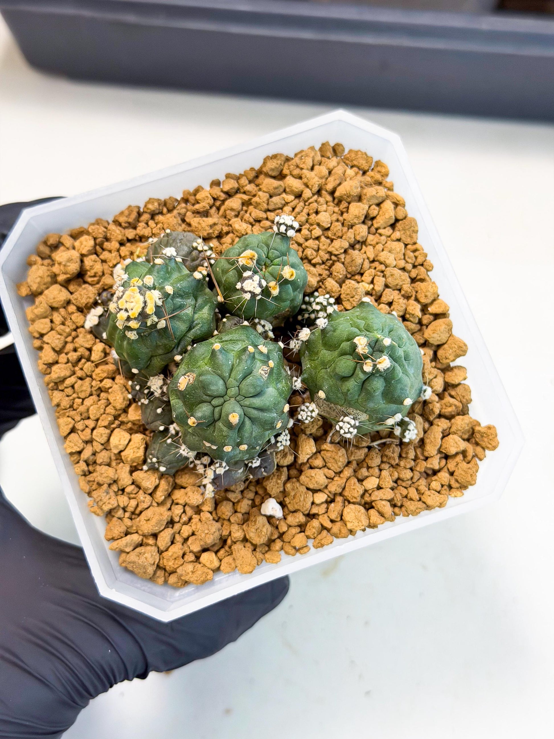 Shaferi Monstruosa (p) | Use Akadama to Root