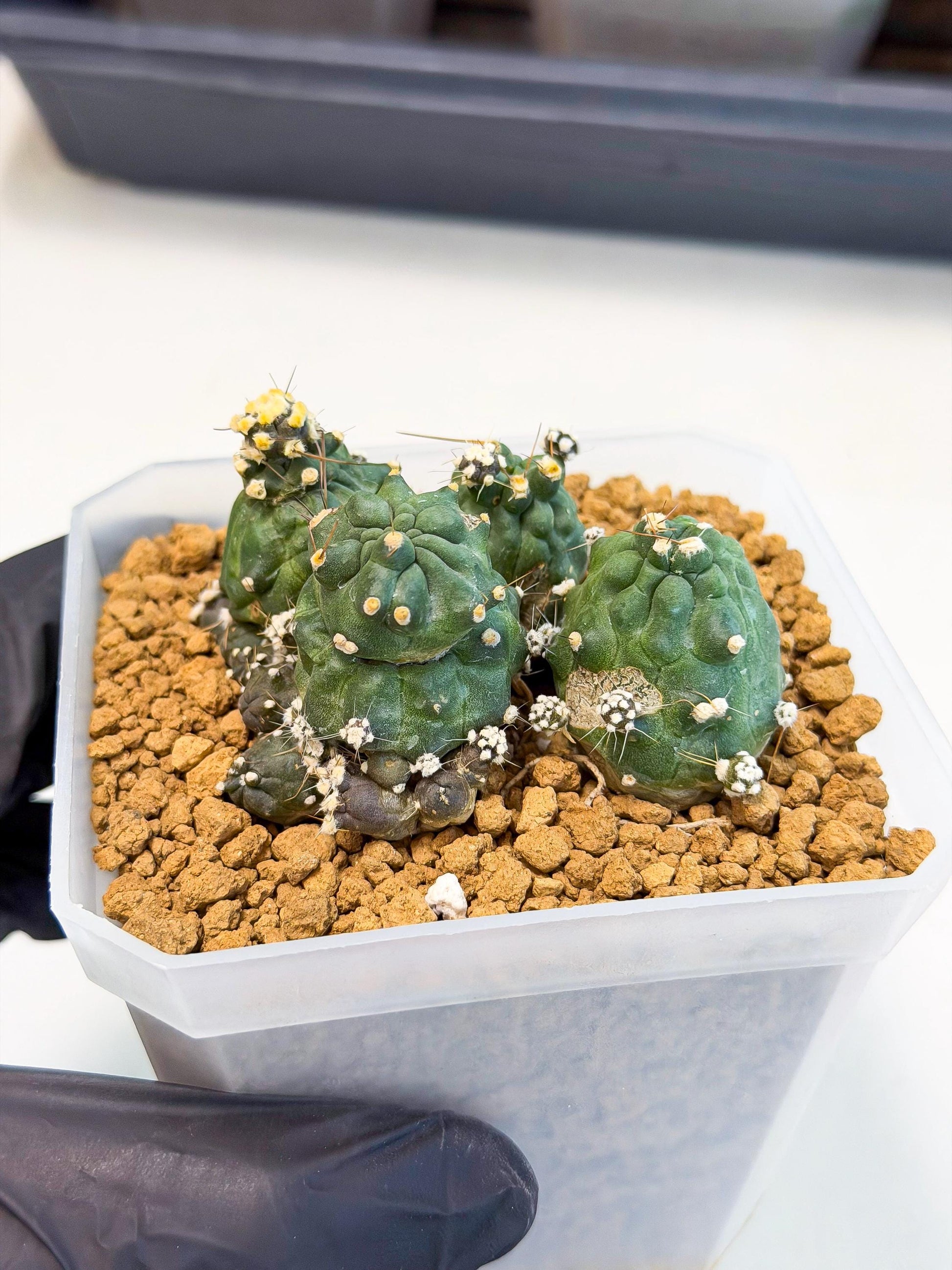 Shaferi Monstruosa (p) | Use Akadama to Root