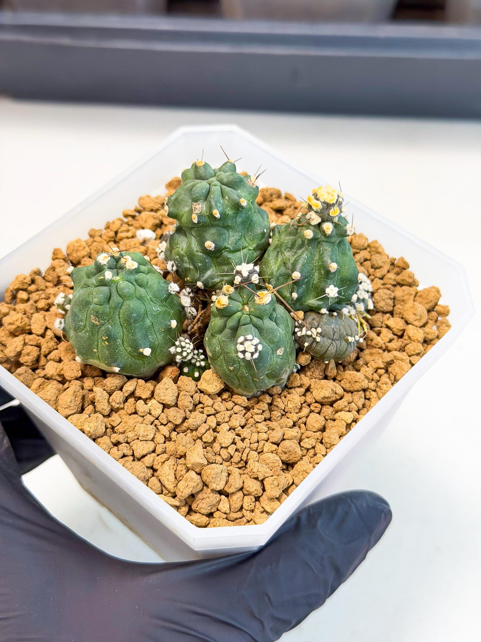 Shaferi Monstruosa (p) | Use Akadama to Root