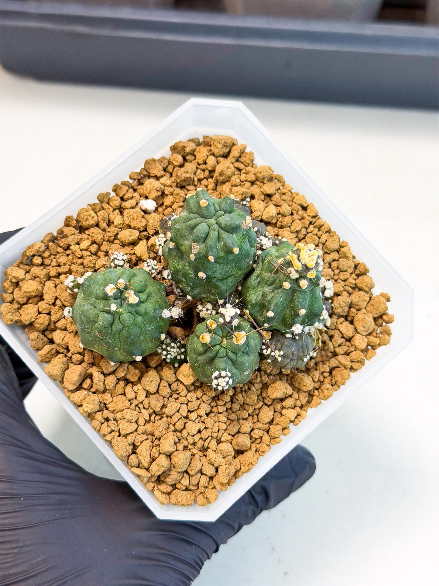Shaferi Monstruosa (p) | Use Akadama to Root