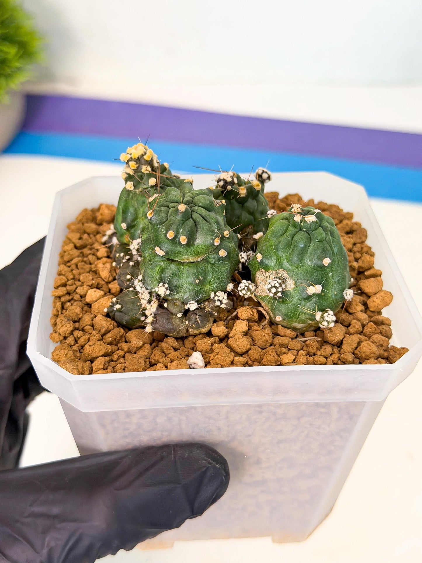 Shaferi Monstruosa (p) | Use Akadama to Root