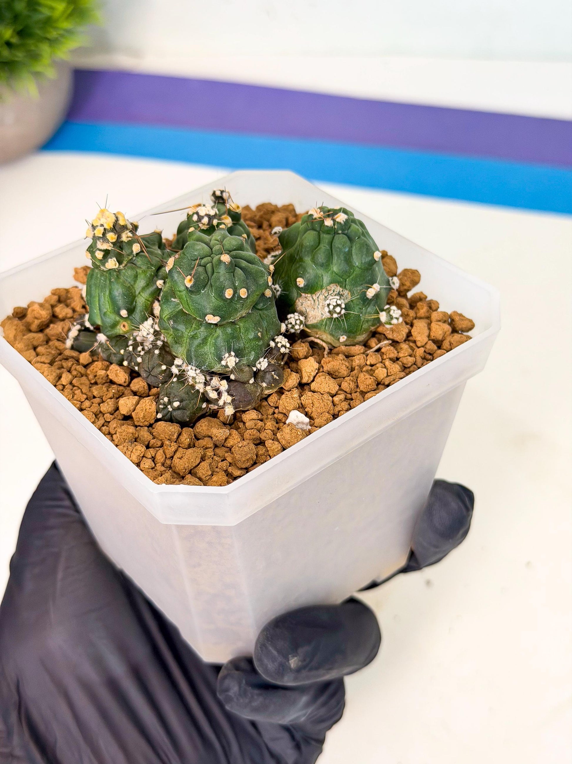 Shaferi Monstruosa (p) | Use Akadama to Root