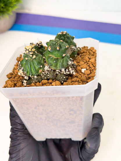 Shaferi Monstruosa (p) | Use Akadama to Root