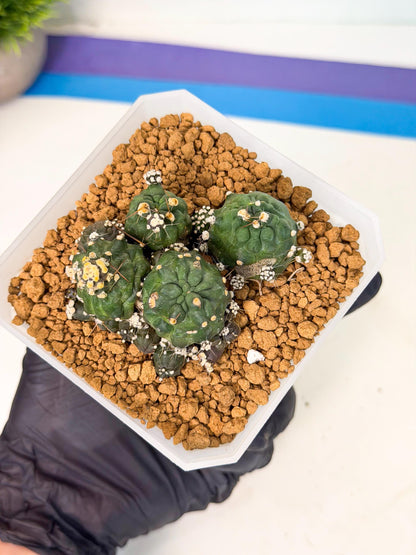 Shaferi Monstruosa (p) | Use Akadama to Root