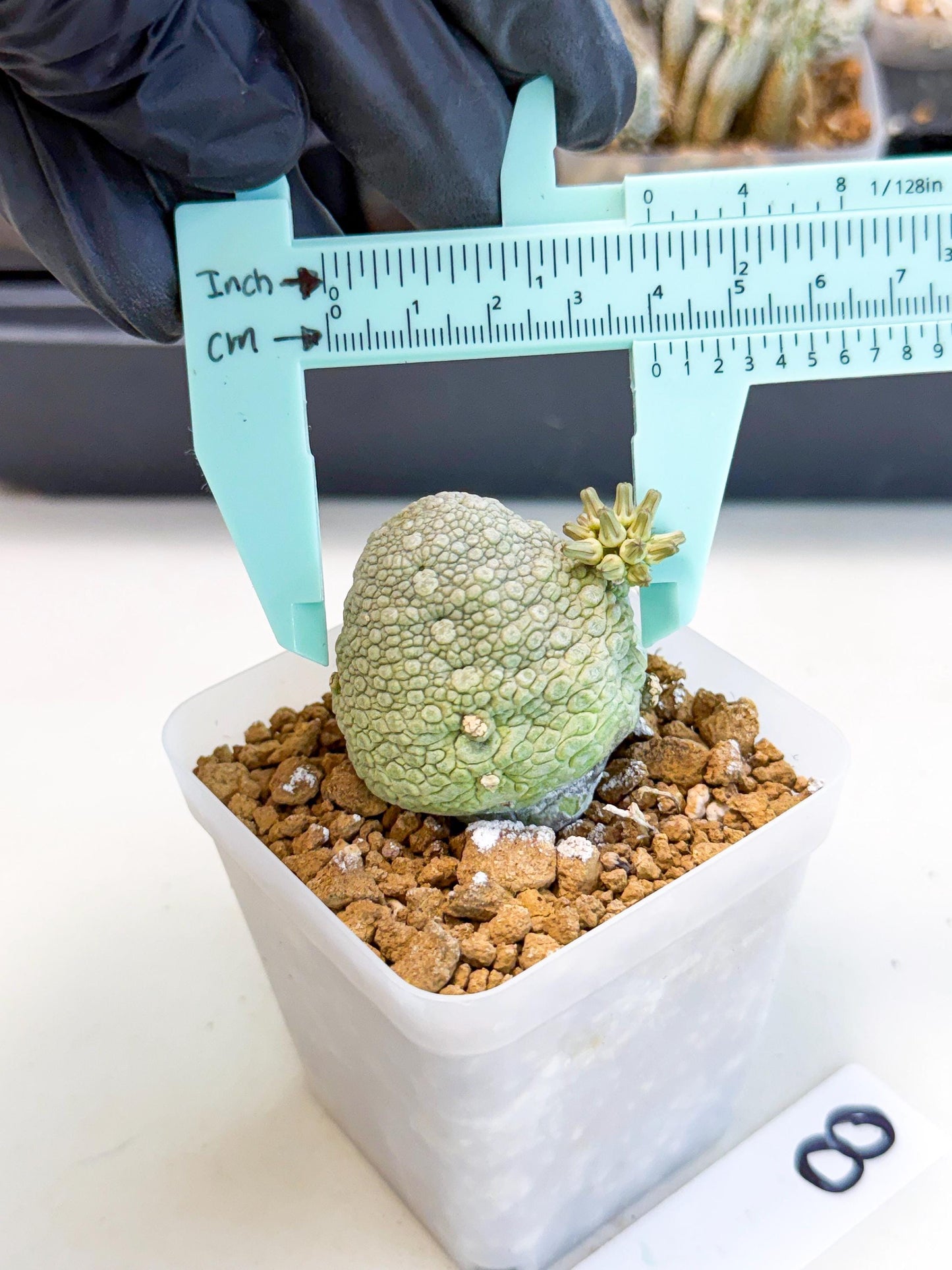 Pseudolithos Migiurtinus (8) | Rare Cactus