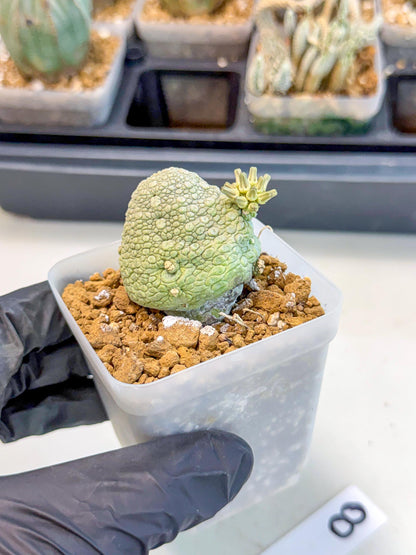 Pseudolithos Migiurtinus (8) | Rare Cactus