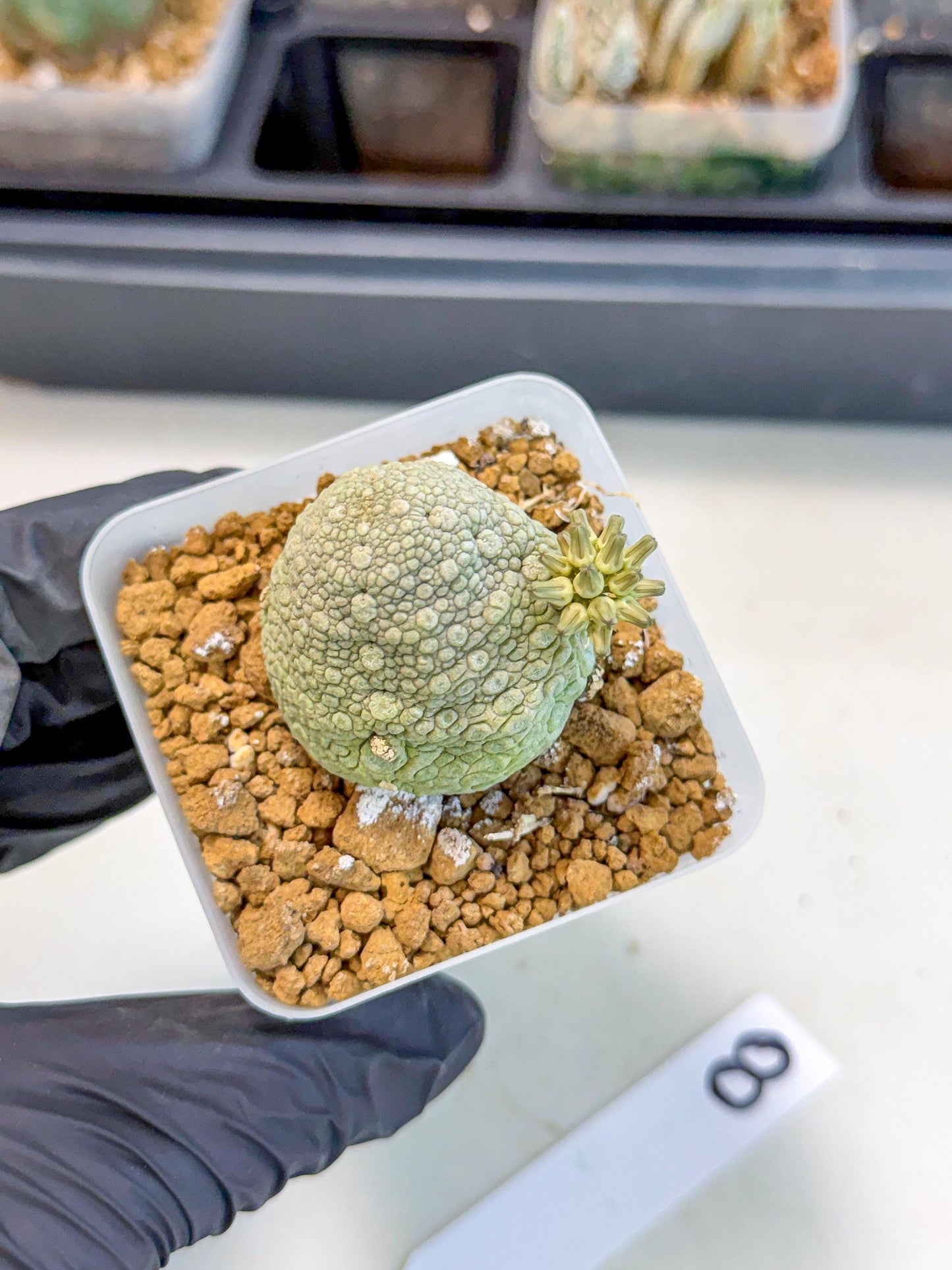 Pseudolithos Migiurtinus (8) | Rare Cactus
