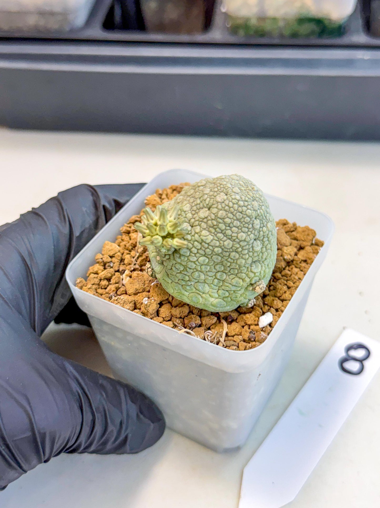 Pseudolithos Migiurtinus (8) | Rare Cactus