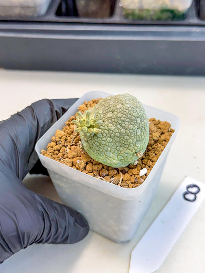 Pseudolithos Migiurtinus (8) | Rare Cactus