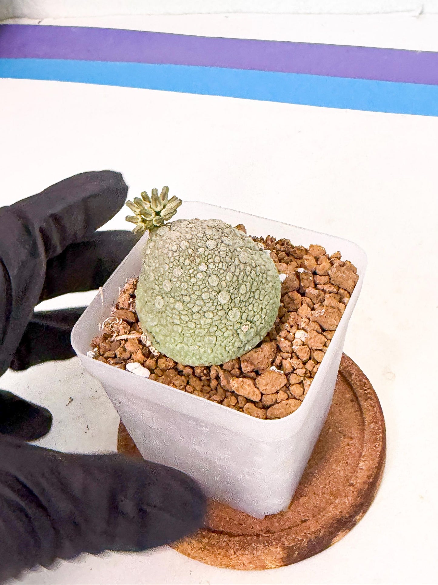 Pseudolithos Migiurtinus (8) | Rare Cactus