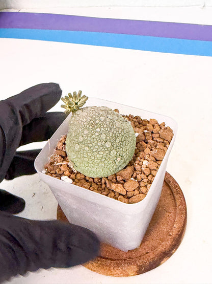 Pseudolithos Migiurtinus (8) | Rare Cactus