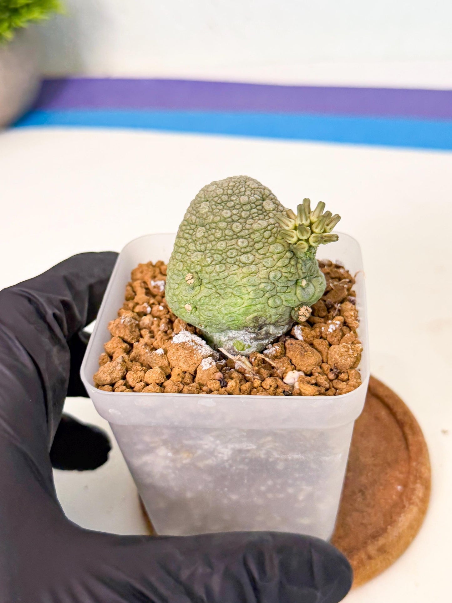 Pseudolithos Migiurtinus (8) | Rare Cactus