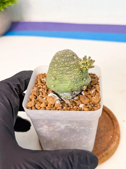 Pseudolithos Migiurtinus (8) | Rare Cactus