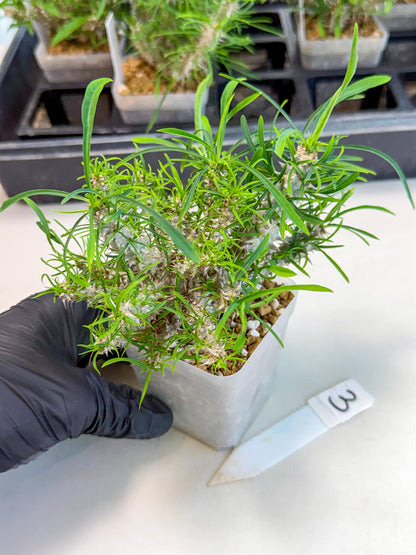 Euphorb Genoudiana (3) | imported Plants