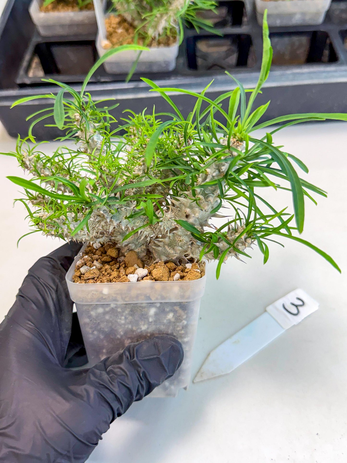 Euphorb Genoudiana (3) | imported Plants