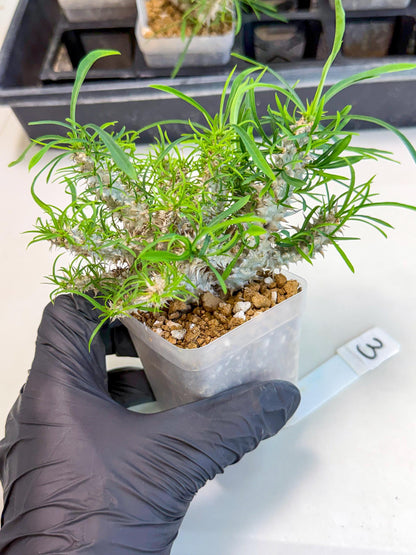 Euphorb Genoudiana (3) | imported Plants