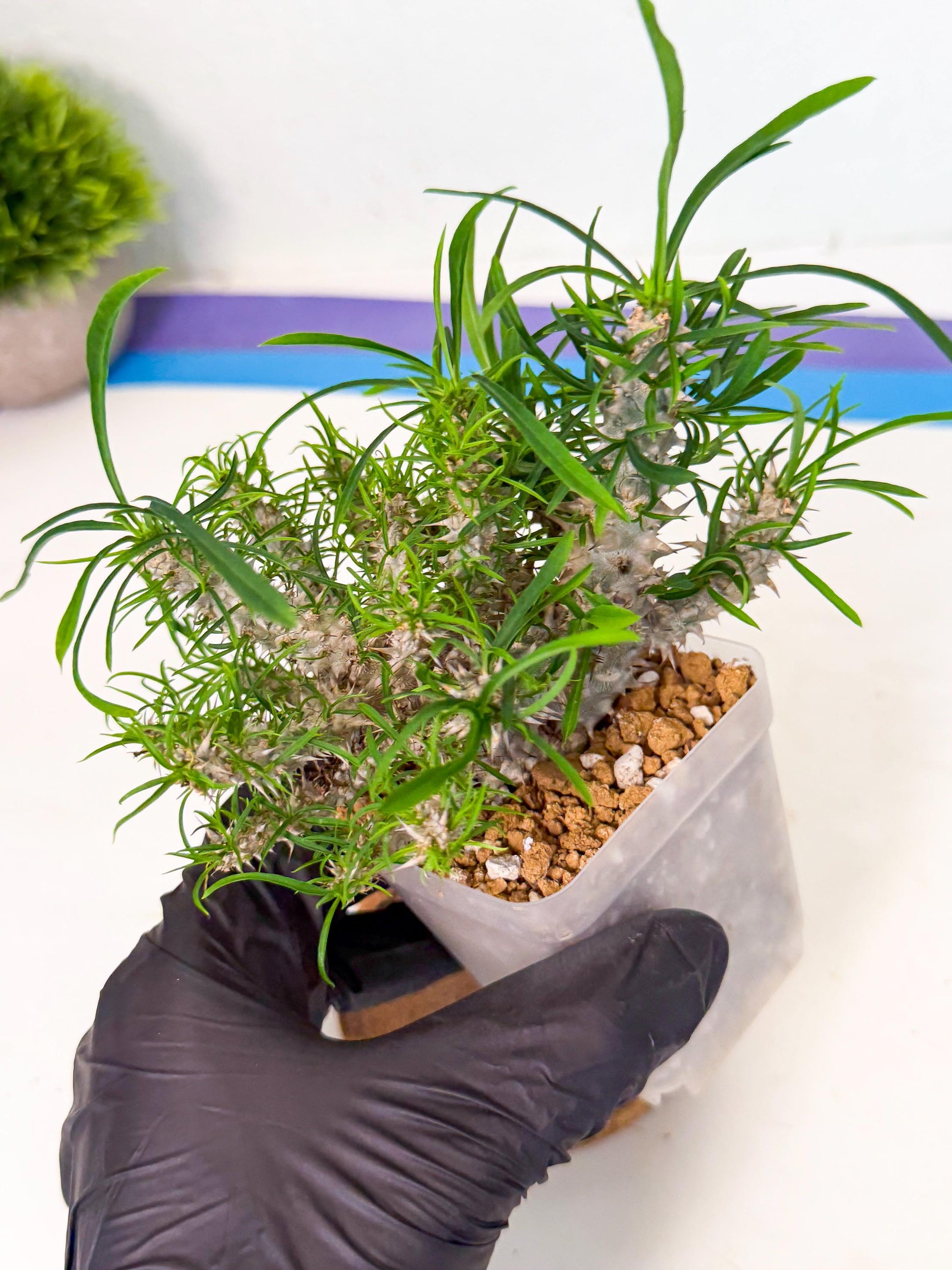 Euphorb Genoudiana (3) | imported Plants