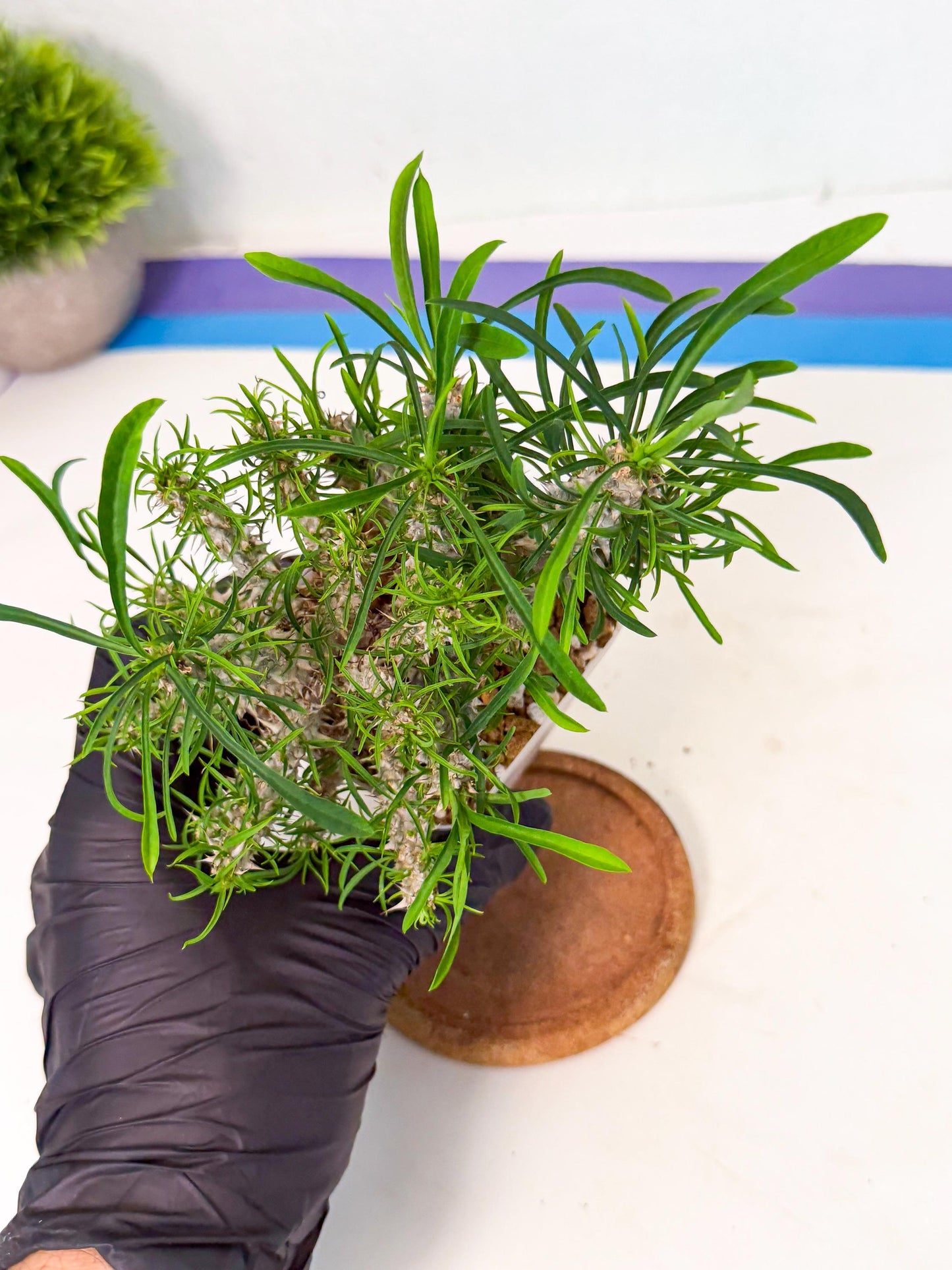 Euphorb Genoudiana (3) | imported Plants