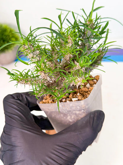 Euphorb Genoudiana (3) | imported Plants