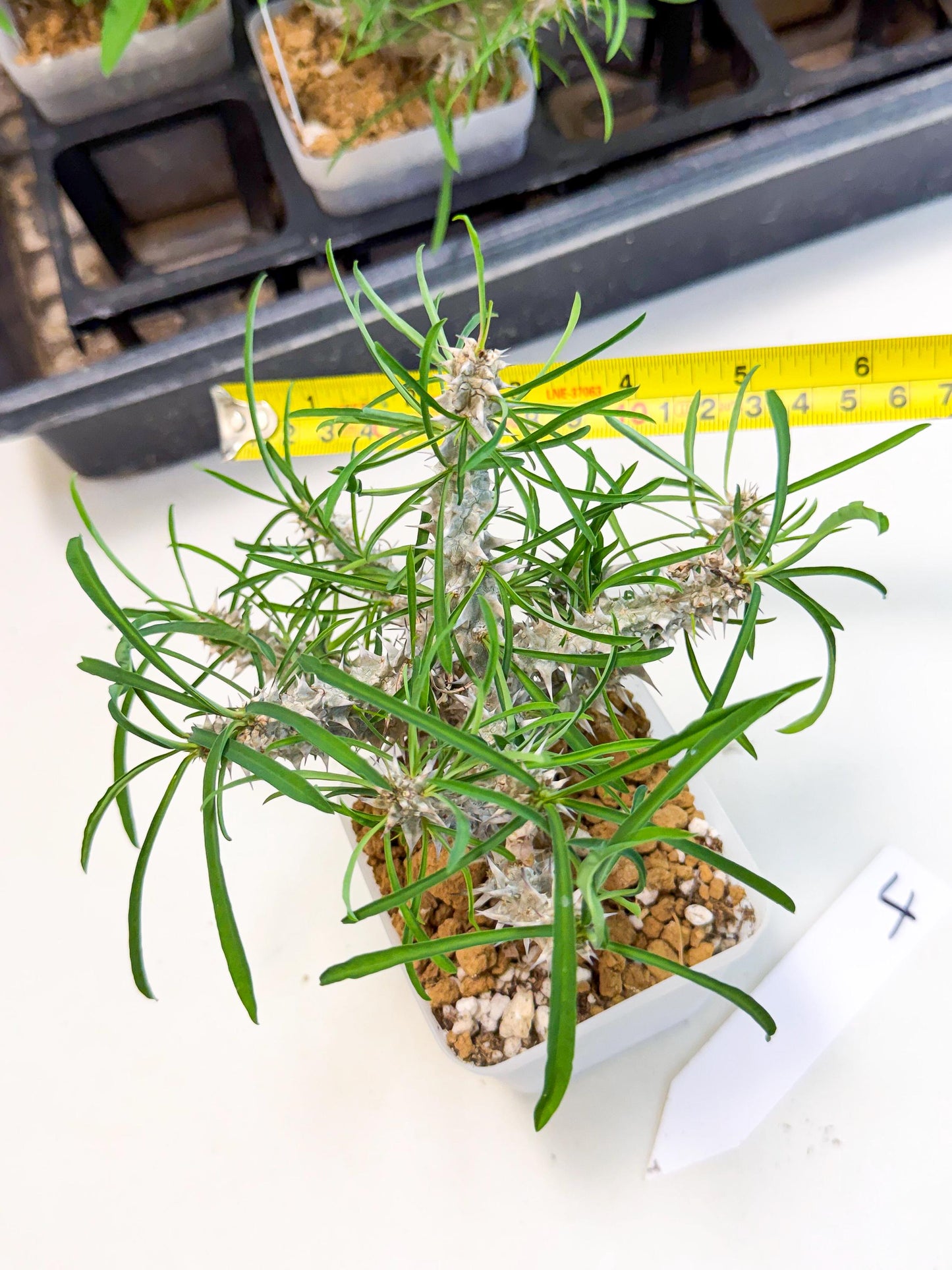 Euphorb Genoudiana (4) | imported Plants