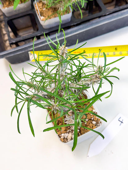 Euphorb Genoudiana (4) | imported Plants