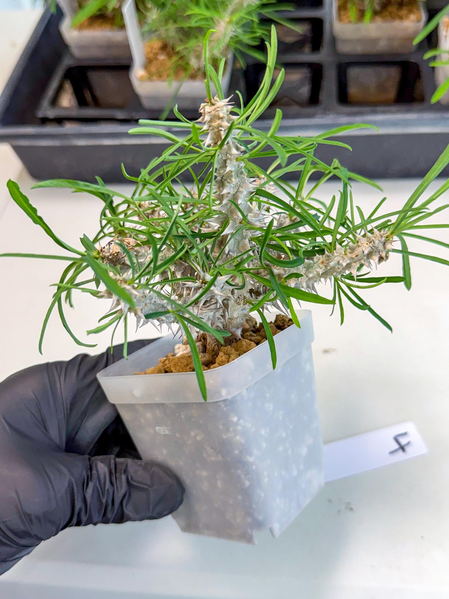 Euphorb Genoudiana (4) | imported Plants