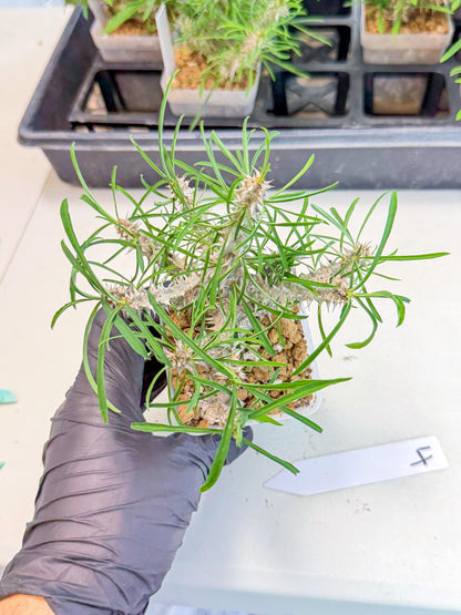 Euphorb Genoudiana (4) | imported Plants
