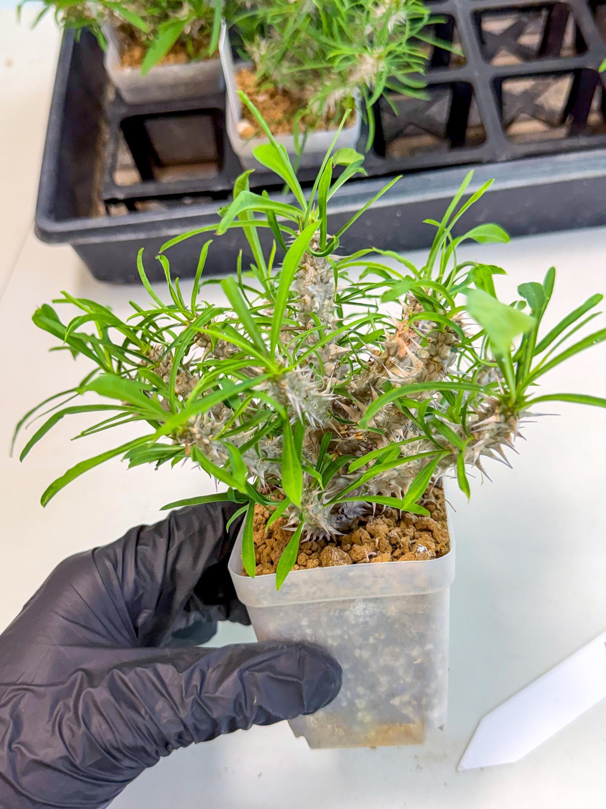 Euphorb Genoudiana (5) | imported Plants