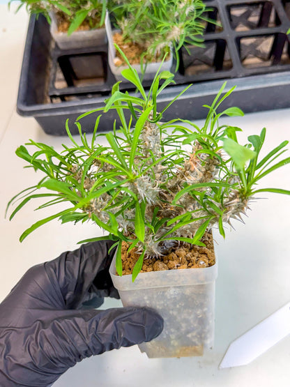 Euphorb Genoudiana (5) | imported Plants