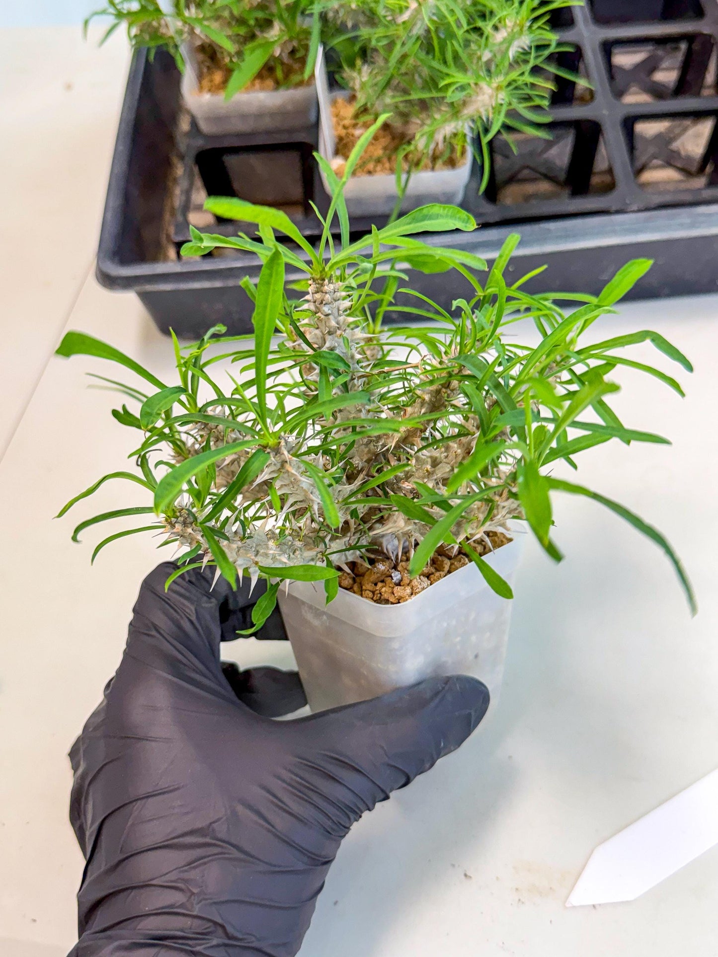 Euphorb Genoudiana (5) | imported Plants