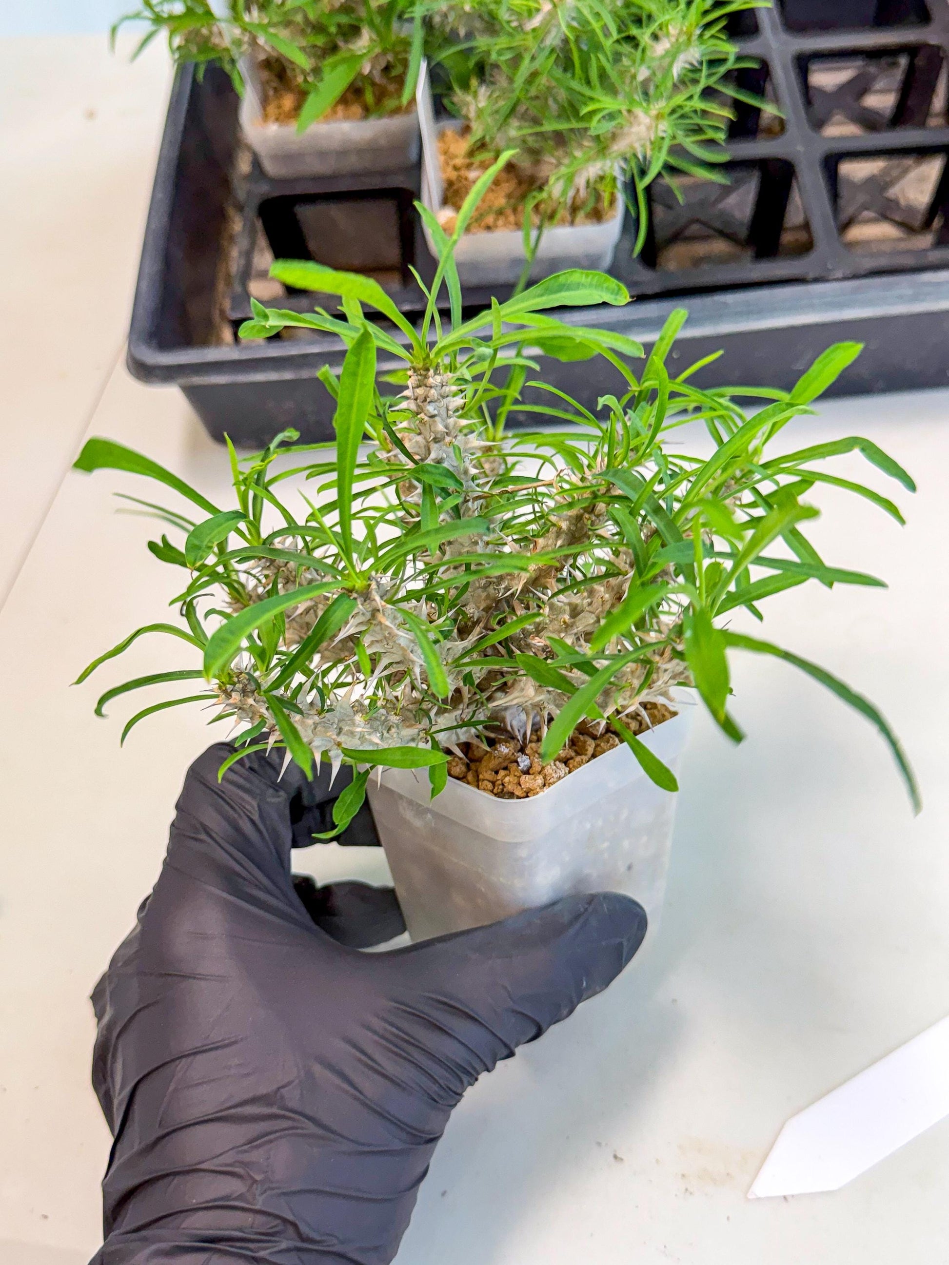 Euphorb Genoudiana (5) | imported Plants