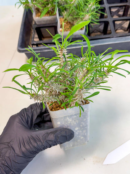 Euphorb Genoudiana (5) | imported Plants