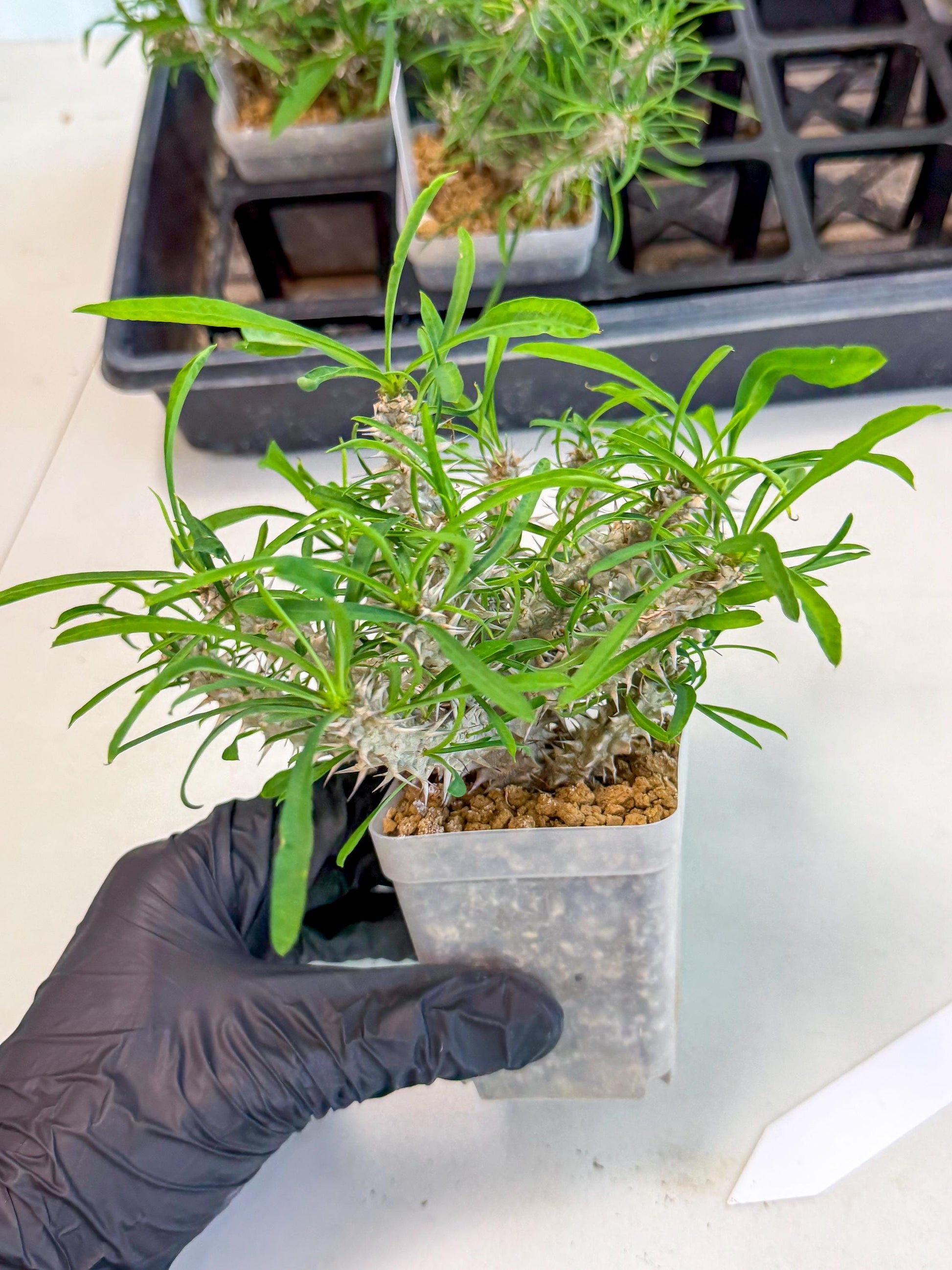 Euphorb Genoudiana (5) | imported Plants