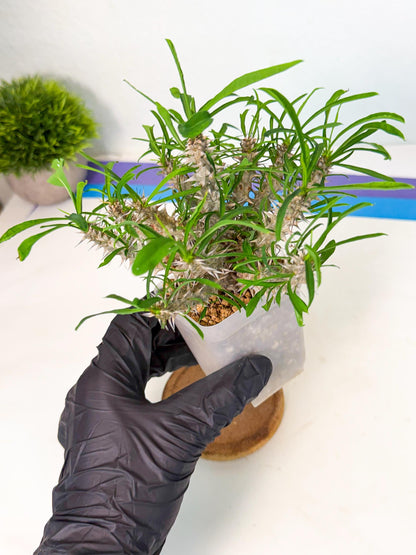 Euphorb Genoudiana (5) | imported Plants