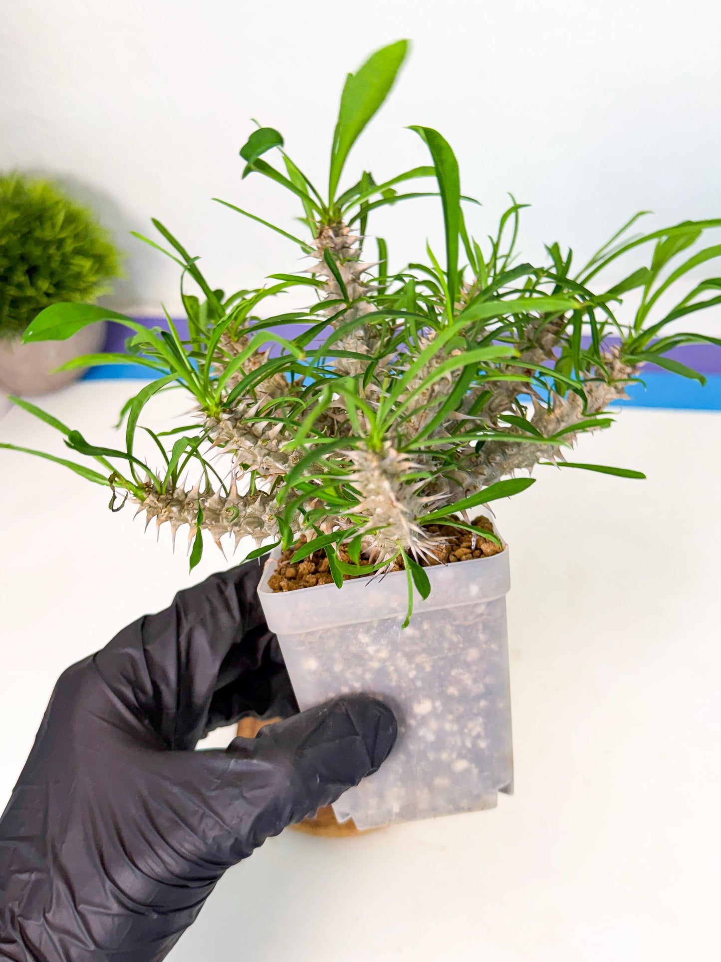 Euphorb Genoudiana (5) | imported Plants