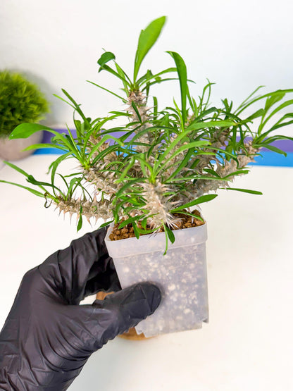Euphorb Genoudiana (5) | imported Plants