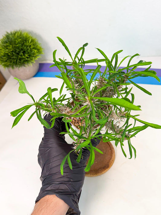 Euphorb Genoudiana (5) | imported Plants