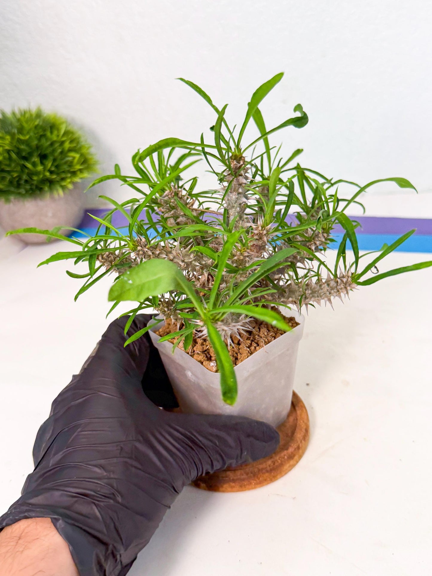Euphorb Genoudiana (5) | imported Plants