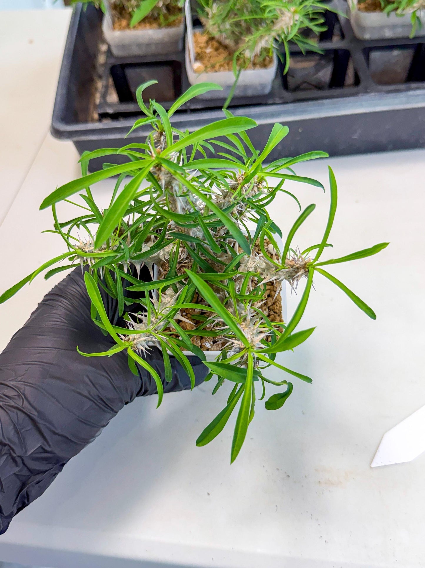 Euphorb Genoudiana (6) | imported Plants