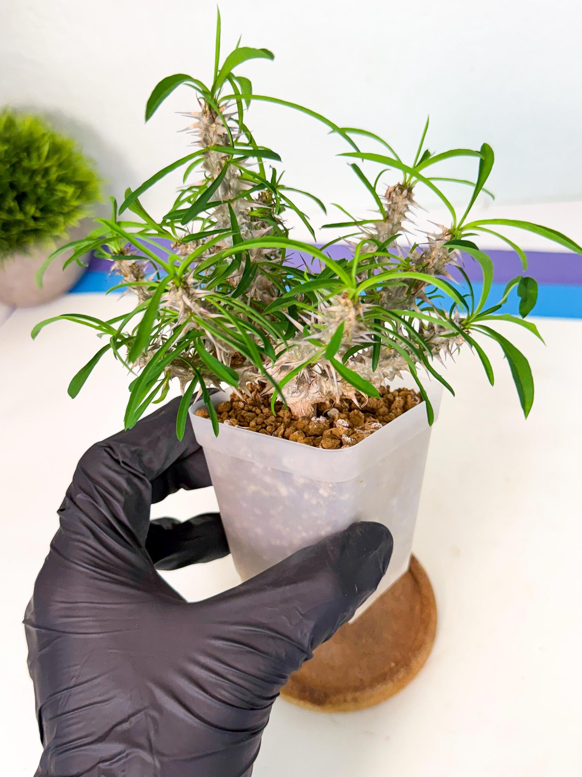 Euphorb Genoudiana (6) | imported Plants