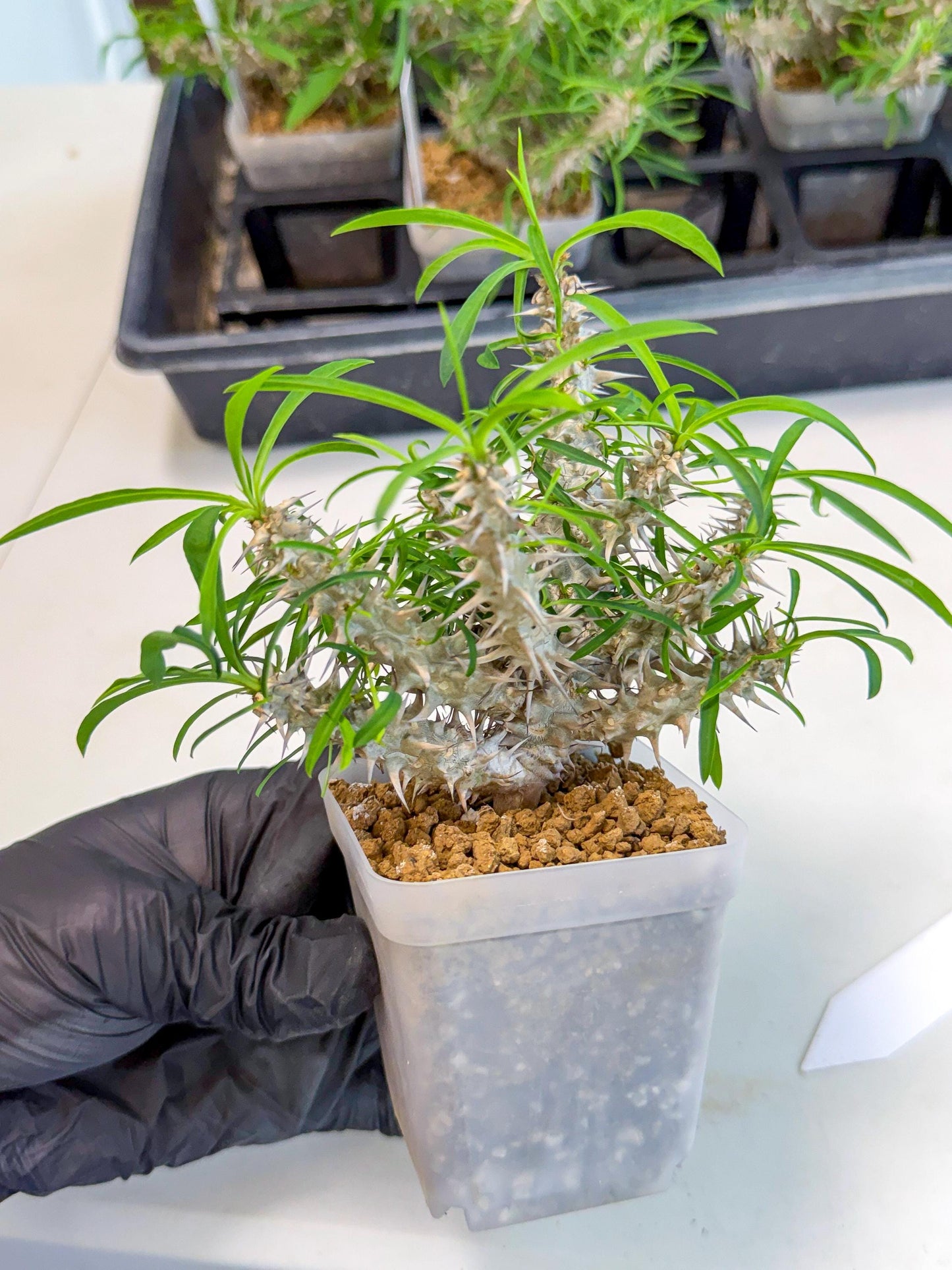 Euphorb Genoudiana (6) | imported Plants